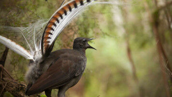 Lyrebirds use siren song to lure sexual partners