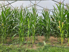 Maize under multiple stress