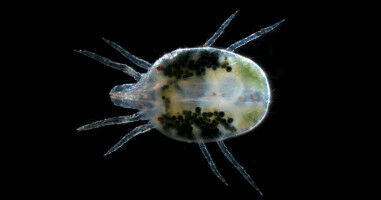 Major funding for genomics project to combat spider mite infestations