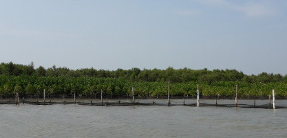 Mangrove restoration proves to be a powerful and affordable coastal protector