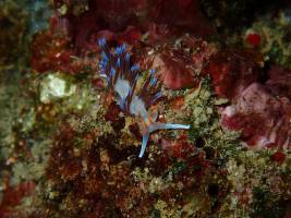 Marine Biological Excursion to Croatia 2016