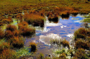 Marsh soils: biodiversity fostered by self-organization