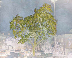 MCA unveils Tacita Dean's poetically-charged art