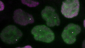 Mighty proteins keep DNA regions close for longer