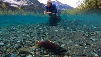 Mining industry competing with salmon for rivers created by disappearing glaciers: SFU study finds
