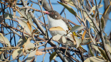 Mistletoe die-off bad news for woodland birds