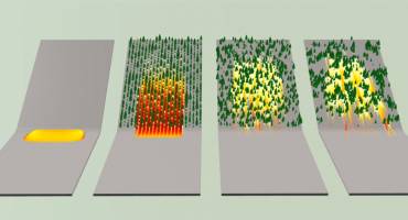 Modeling avalanche protection in forests