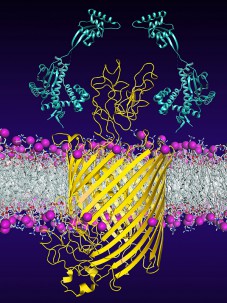 Chaperones (light blue) promote the insertion and folding of the bacterial membr