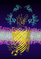 Molecular Bodyguards for Immature Membrane Proteins