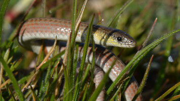 Monitoring genetic diversity will benefit nature and society