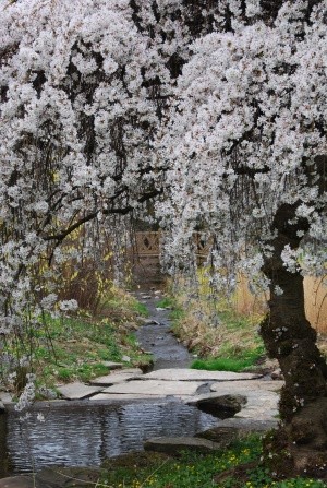 (Photo: Judy Miller)