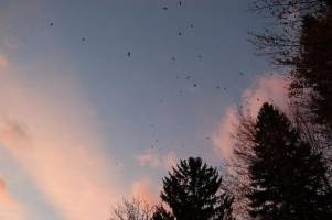 Most fatal Tudor accidents happened in summer