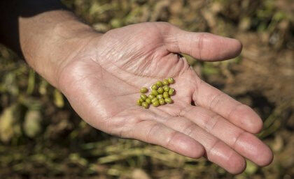 Mungbean grown in Kingaroy, Queensland.