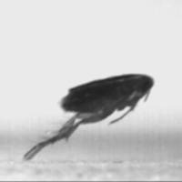 Mystery of how fleas jump resolved