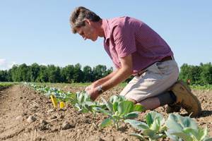 N.Y. vegetable growers fund research to boost industry