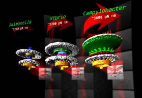 Nanoscale images reveal bacteria motor parts in unprecedented detail