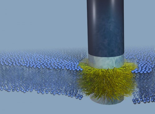 Nanoscale 'stealth' probe slides into cell walls seamlessly, say Stanford engineers