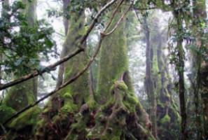 Native trees will ease the carbon credit crunch