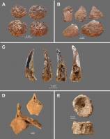 Neanderthals: Pioneers in the use of marine resources