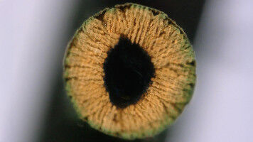 New 3D printing method 'grows' ultra-strong materials