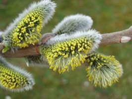 New app for pollen allergy sufferers