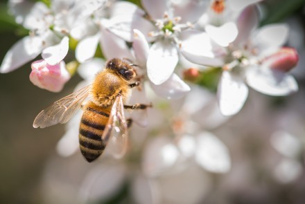 Photo by Stuart Hay.