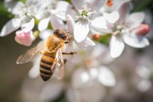 New app offers relief for hay fever sufferers