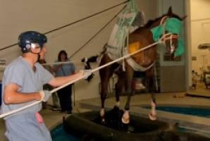 New Bolton Center's Recovery Pool Gives Horses a Leg Up After Surgery