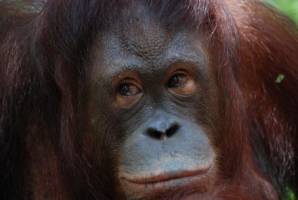 New book charts human-orangutan encounters