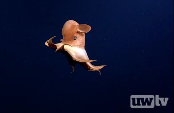 UWTV  A deep-sea octopus makes a cameo appearance.