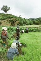 New Franco-Thai laboratory to investigate connections between biodiversity and human health