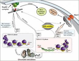 New functions for chromatin remodelers