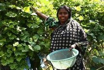 Women from Bangladesh were included in the study. (photo credit: Shafiqul Alam K