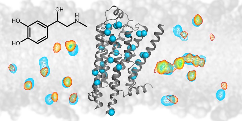 The NMR technology detects signals (shown as contour lines) from individual atom