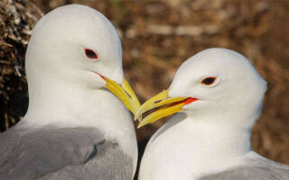 New offshore windfarms must do more to help protect kittiwakes and other seabirds