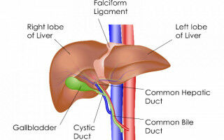 New precision therapy for bile duct cancer extends patients' lives