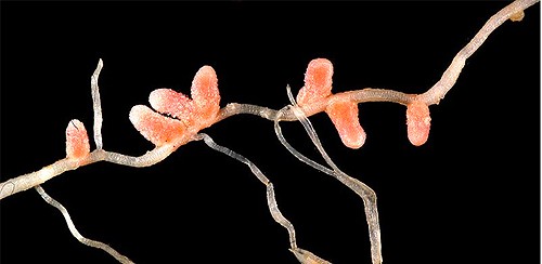 Nodules on the roots of legume plants contain rhizobia, the bacteria that can &r
