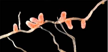 New Pulsford Laboratory fixates on nitrogen