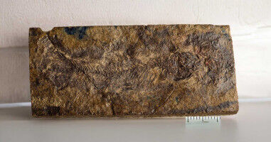 New, tiny prehistoric fish species unlocks origins of catfish and carp