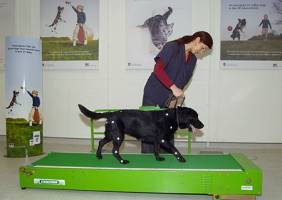 New tool to help diagnose canine arthritis