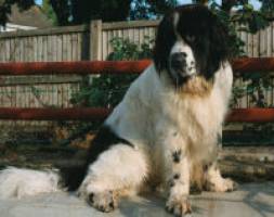 Newfoundlands needed for study into ligament disease