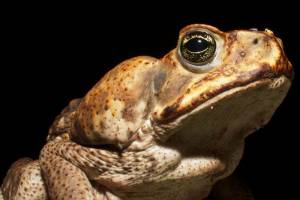 Newly developed anesthetic for amphibians could aid field researchers