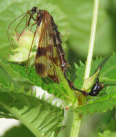Newly discovered scorpionfly genus with bizarre appearance