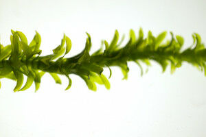 Nico Schramma wins Physics@Veldhoven poster prize