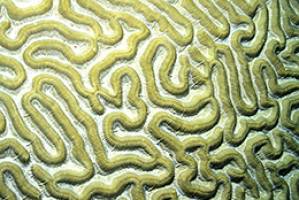 No scientific basis to psych harm claims