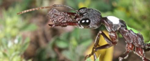 Nocturnal ants have evolved night vision: study