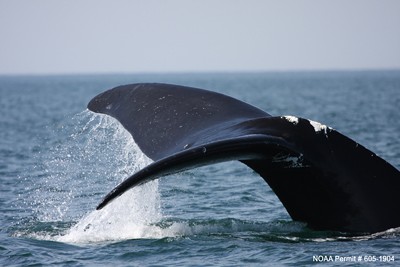 North Atlantic right whale.