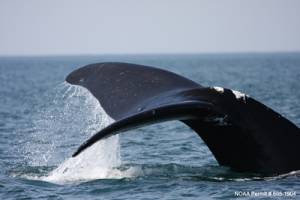 Noise cuts whale communications in Northeast sanctuary