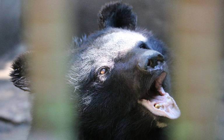 A small roaring asiatic black bear behind a chainlink fence