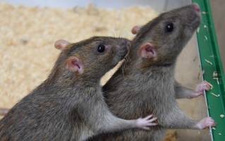 Norway rats trade different commodities